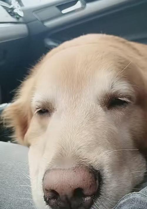 金毛幼犬成长指南：照顾、训练与快乐陪伴秘籍(图2)