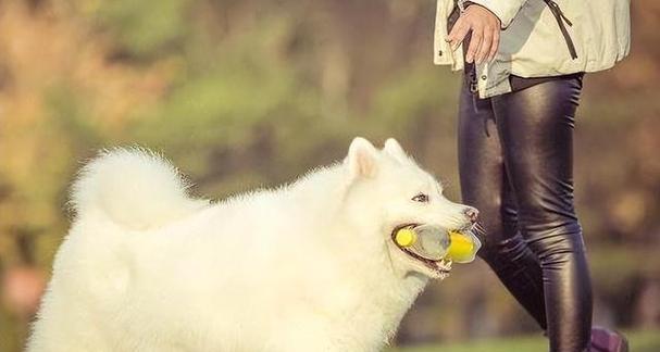狗喜欢闻女人的背后秘密：嗅觉与情感的深层关系(图3)