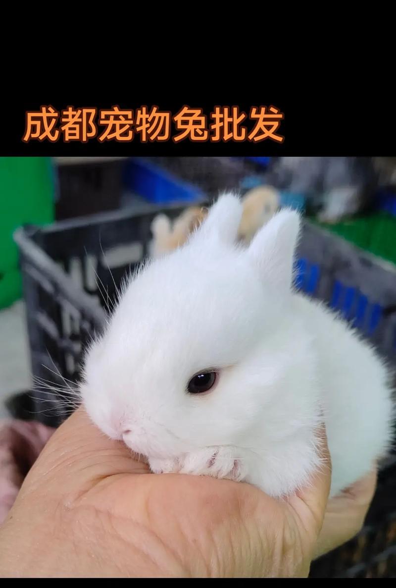 新手养兔指南:如何选择适合的兔子品种与护理建议(图2) 新手养兔指南:如何选择适合的兔子品种与护理建议(图2)