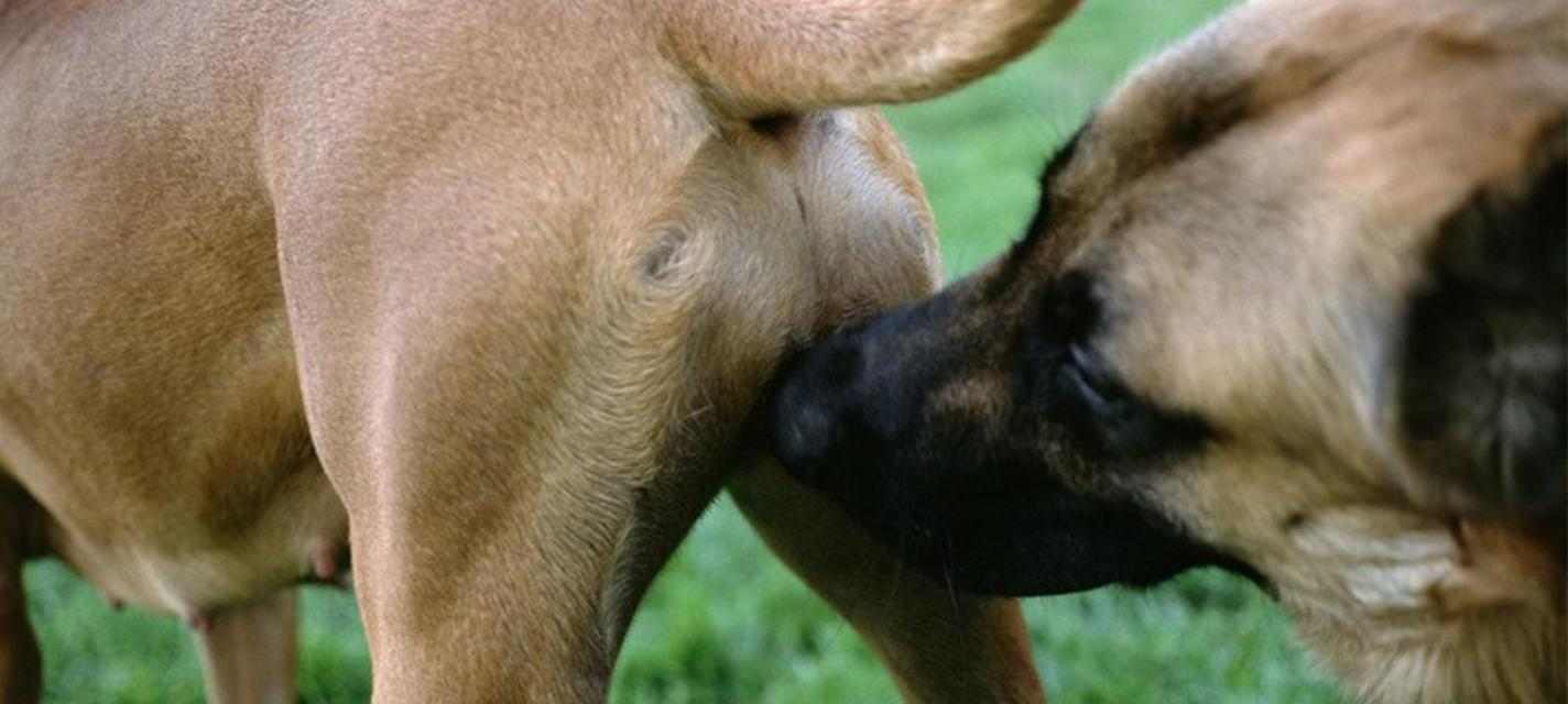 狗喜欢闻女人的背后秘密：嗅觉与情感的深层关系 - 悠悠酷狗网
