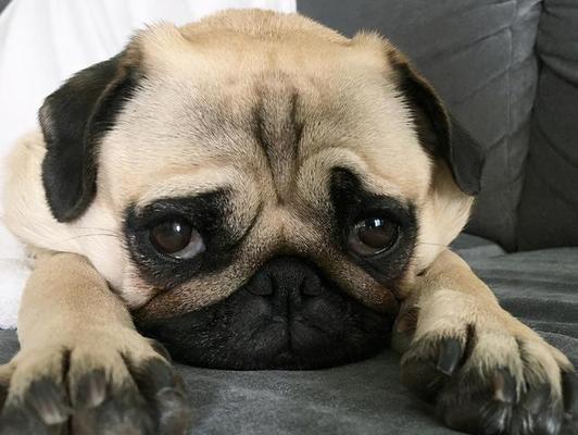 猛犬体味分析与改善方法,提升宠物生活品质(图2) 猛犬体味分析与改善方法,提升宠物生活品质(图2)