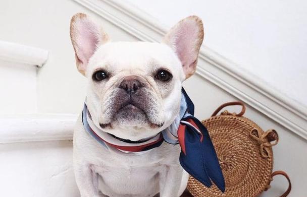 猛犬体味分析与改善方法,提升宠物生活品质(图3) 猛犬体味分析与改善方法,提升宠物生活品质(图3)