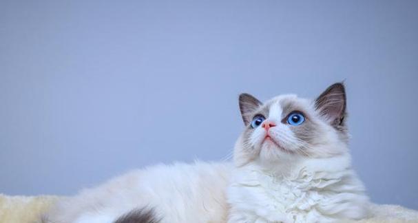 如何为布偶猫幼猫选择最优营养猫粮(图1) 如何为布偶猫幼猫选择最优营养猫粮(图1)