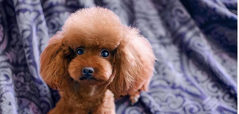 猛犬体味分析与改善方法，提升宠物生活品质 - 悠悠酷狗网