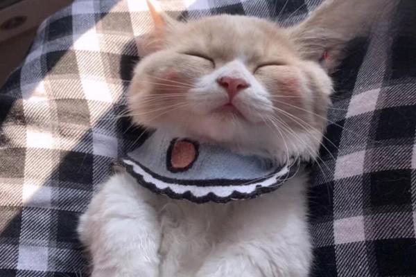 犬猫一氧化碳中毒(图2)