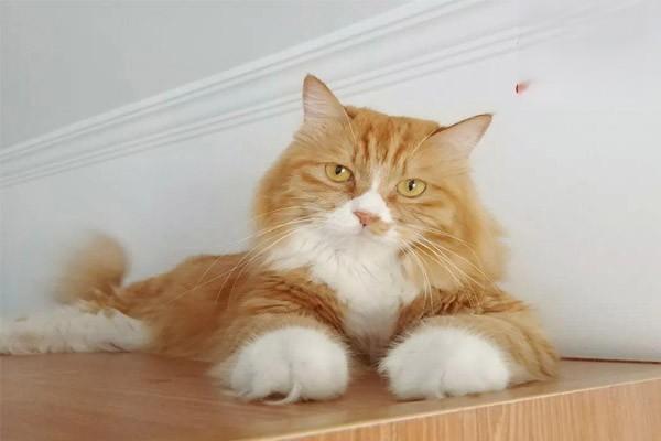 犬猫磺胺类药物中毒治疗方案 犬猫磺胺类药物中毒(图2)