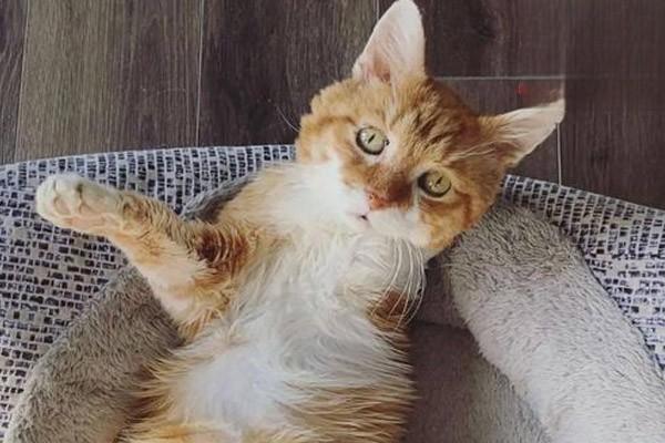 犬猫氨基糖苷类抗生素中毒(图3)