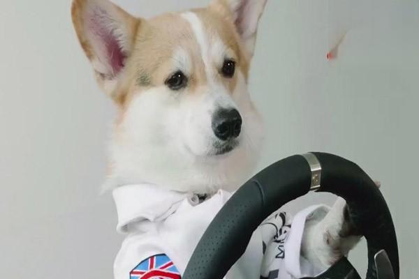 犬猫麻黄碱中毒(图1)