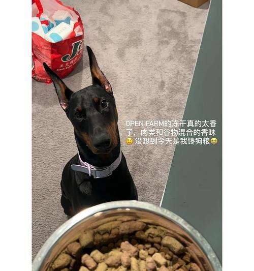 杜宾犬的饮食指南（了解如何给你的杜宾犬提供均衡健康的饮食）(图3)