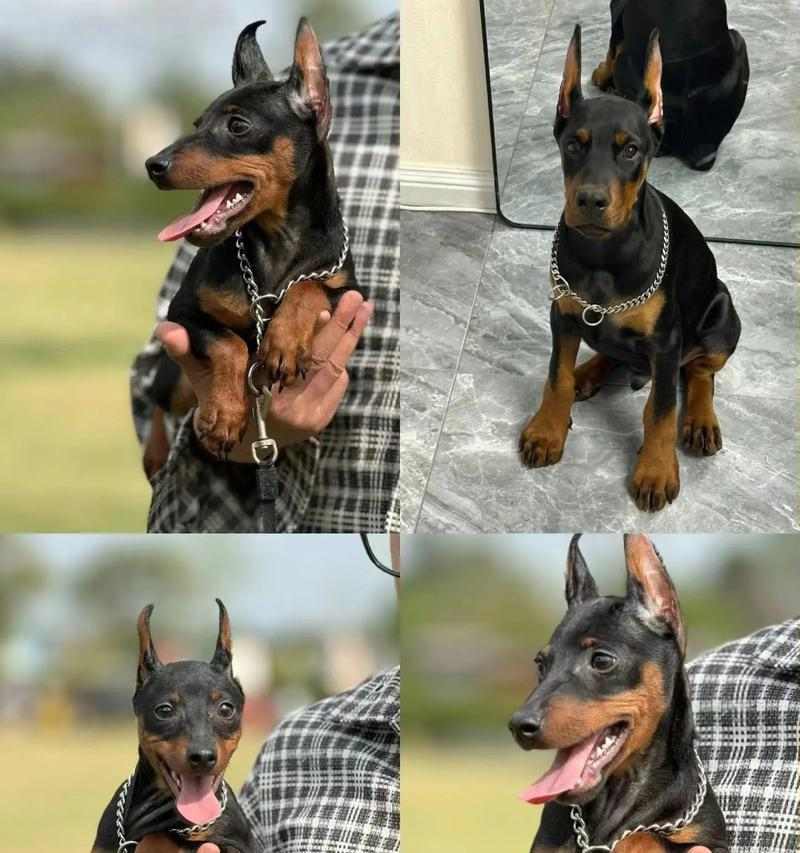 杜宾犬的饮食指南（了解如何给你的杜宾犬提供均衡健康的饮食）(图2)
