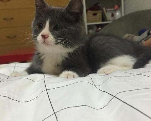 探寻Jerry狗的品种特点和魅力（解读Jerry狗的独特之处及与主人之间的默契关系）(图2)