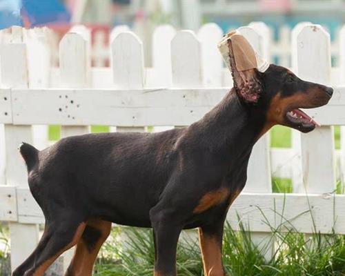 关于以杜宾幼犬断尾的最佳时间选择（了解适宜断尾的时机及注意事项） - 悠悠酷狗网