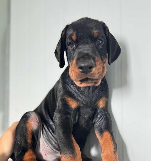 关于以杜宾幼犬断尾的最佳时间选择（了解适宜断尾的时机及注意事项）(图3)