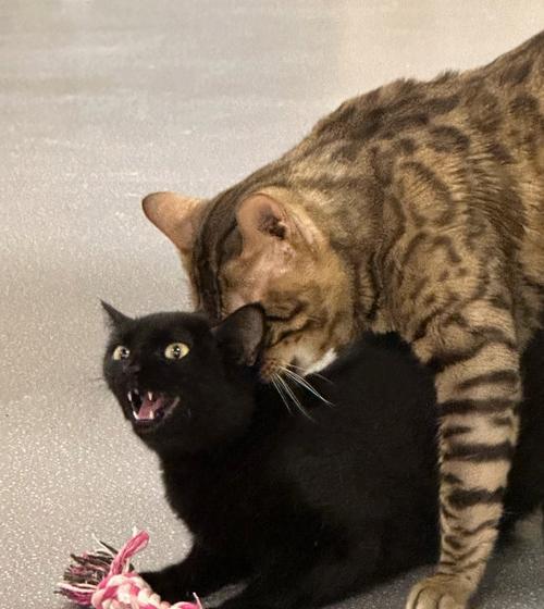 探寻Jerry狗的品种特点和魅力（解读Jerry狗的独特之处及与主人之间的默契关 - 悠悠酷狗网