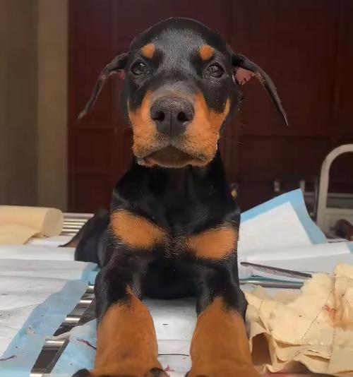 关于以杜宾幼犬断尾的最佳时间选择（了解适宜断尾的时机及注意事项）(图2)