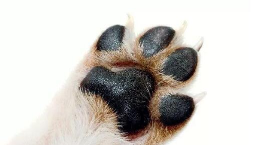 狗狗爪子的拍打意味着什么？（探索狗狗爪子拍打的含义及其沟通方式）(图2)