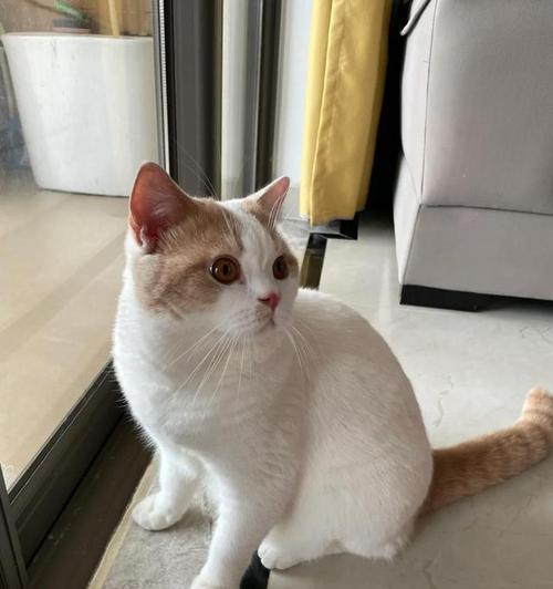 猫科动物的心肌厚度研究（了解猫科动物心肌厚度的关键因素及其生理和病理影响） - 悠悠酷狗网