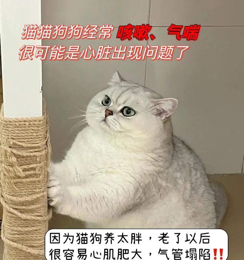 猫科动物的心肌厚度研究（了解猫科动物心肌厚度的关键因素及其生理和病理影响）(图3)