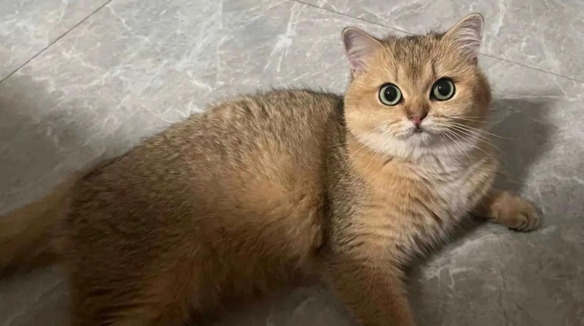 猫科动物的心肌厚度研究（了解猫科动物心肌厚度的关键因素及其生理和病理影响）(图2)