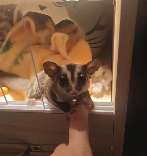 蜜袋鼯小时候的饮食习惯（探秘蜜袋鼯幼年期的主要食物来源）(图2)