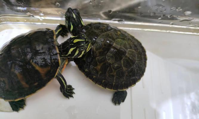 小巴西龟的饮水之道（选择适宜的水源，关爱宠物健康）(图2)