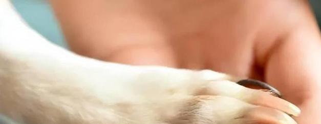 狗狗爪子的拍打意味着什么？（探索狗狗爪子拍打的含义及其沟通方式）(图3)