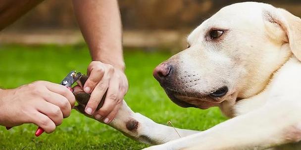 狗狗爪子的拍打意味着什么？（探索狗狗爪子拍打的含义及其沟通方式） - 悠悠酷狗网