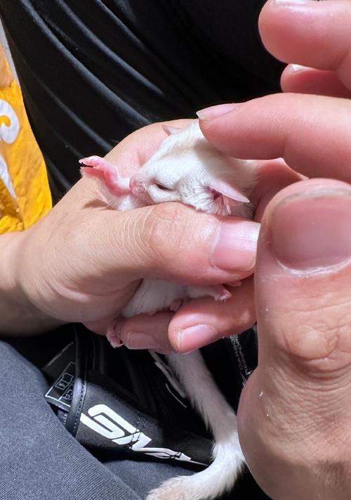 蜜袋鼯小时候的饮食习惯（探秘蜜袋鼯幼年期的主要食物来源）(图1)