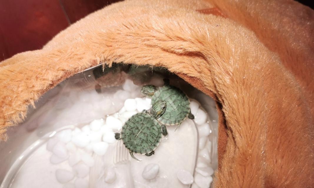 小巴西龟的饮水之道（选择适宜的水源，关爱宠物健康）(图1)