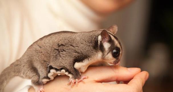 蜜袋鼯小时候的饮食习惯（探秘蜜袋鼯幼年期的主要食物来源）(图3)