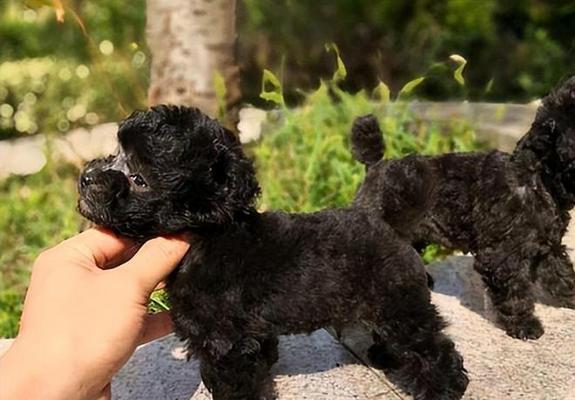 以茶杯犬是什么犬培育的？（了解茶杯犬的历史、特点和培育方法） - 悠悠酷狗网