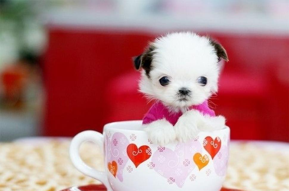 以茶杯犬是什么犬培育的?(了解茶杯犬的历史、特点和培育方法)(图3) 以茶杯犬是什么犬培育的?(了解茶杯犬的历史、特点和培育方法)(图3)