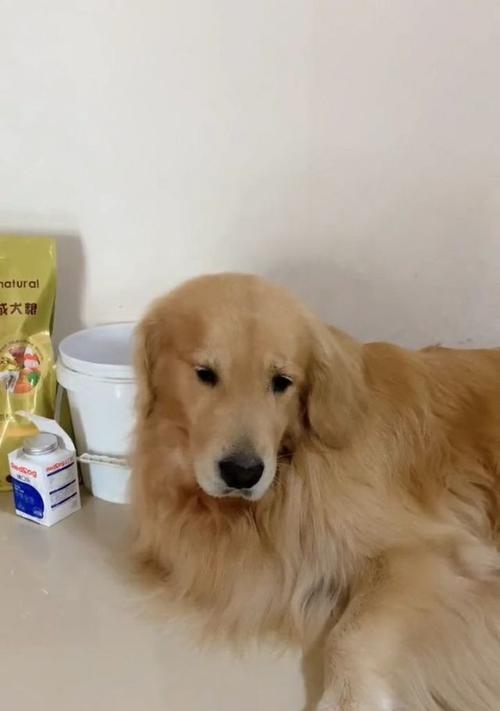 狗狗呆滞原因与治疗方法全面解析，关爱宠物健康指南(图3)