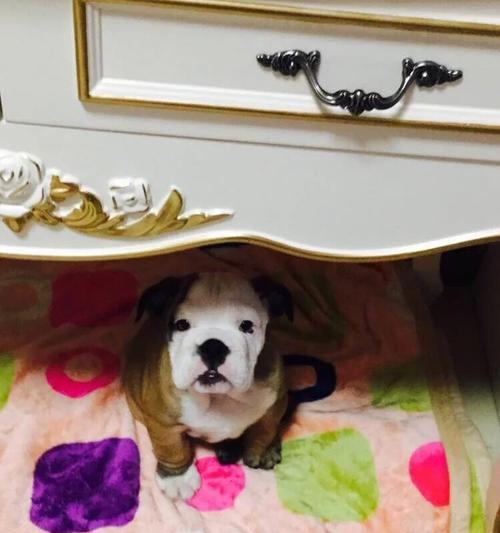 斗牛两个月注意事项全面指南，提升技巧安全体验(图2)