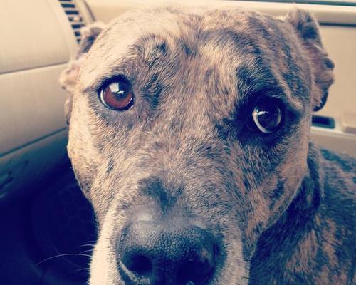 狗狗呆滞原因与治疗方法全面解析，关爱宠物健康指南 - 悠悠酷狗网