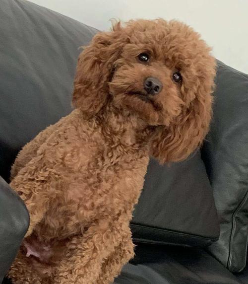 泰迪狗宫缩详解：症状原因与有效治疗指南 - 悠悠酷狗网