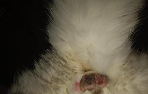 狗狗睾丸流脓的原因与有效预防措施详解(图2)