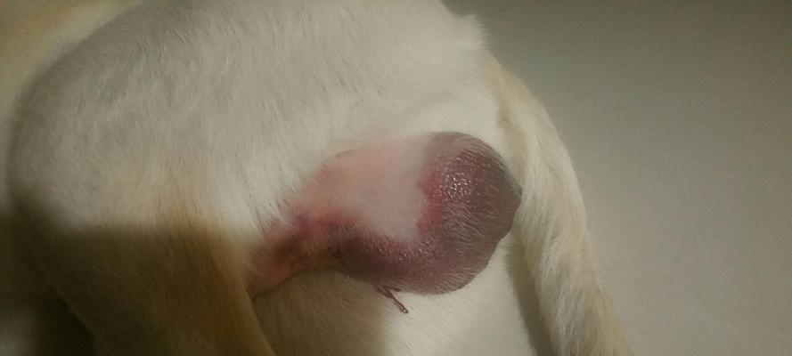 狗狗睾丸流脓的原因与有效预防措施详解(图3)