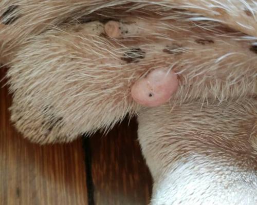 狗狗睾丸流脓的原因与有效预防措施详解(图1)