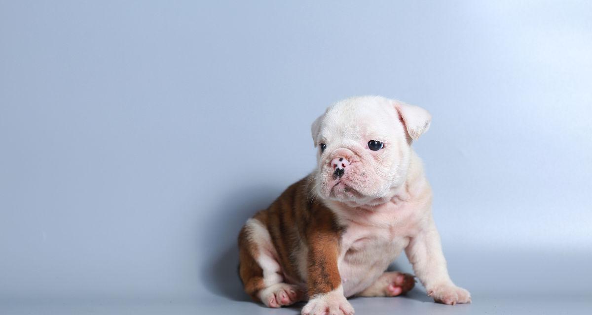 斗牛两个月注意事项全面指南，提升技巧安全体验(图1)