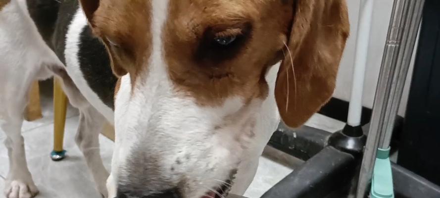 狗狗喝水过多的原因与预防措施详解(图2)