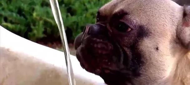 狗狗喝水过多的原因与预防措施详解 - 悠悠酷狗网