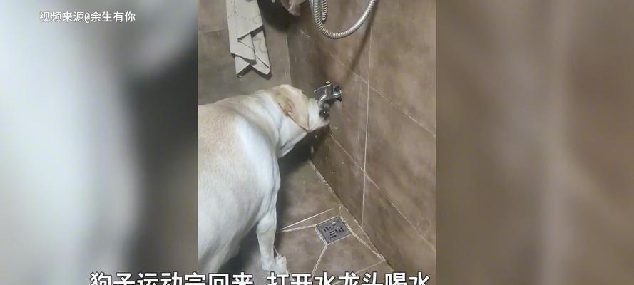 狗狗喝水过多的原因与预防措施详解(图3)