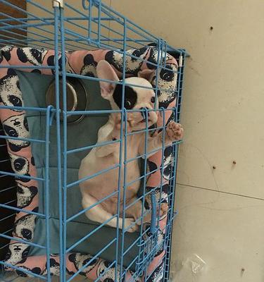 斗牛两个月注意事项全面指南，提升技巧安全体验(图3)