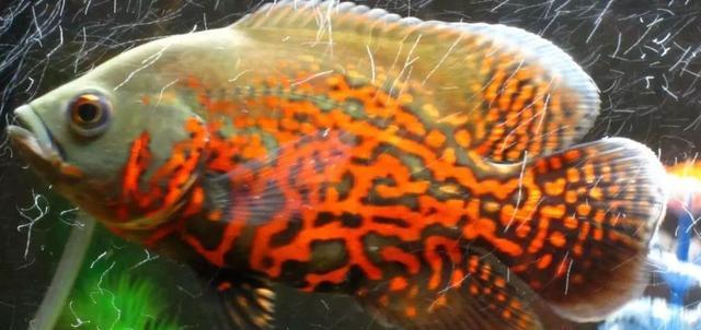 地图鱼的外观特征与生活习性详解，探索淡水热带鱼的奇妙世界(图3)