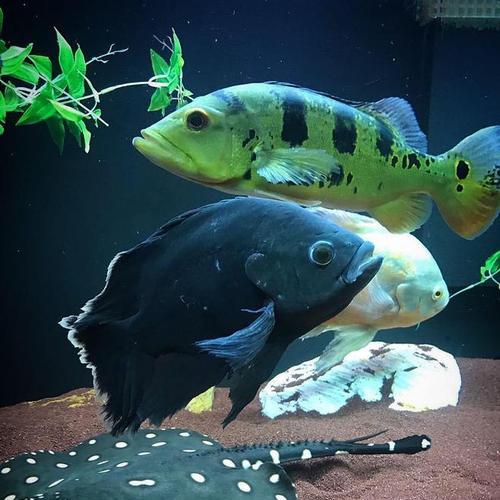 地图鱼的外观特征与生活习性详解，探索淡水热带鱼的奇妙世界(图2)