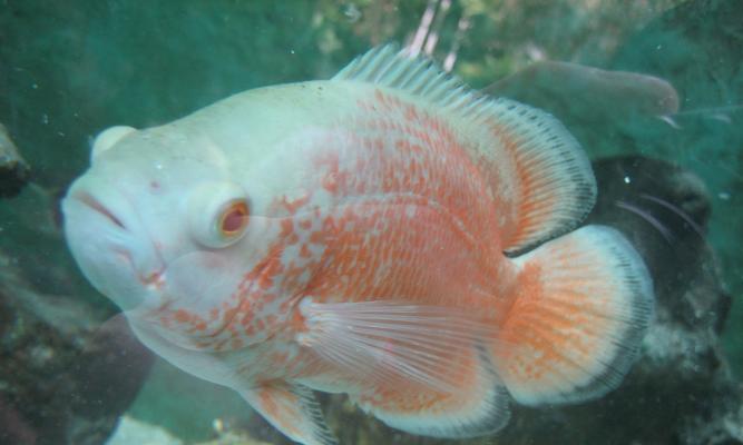 地图鱼的外观特征与生活习性详解，探索淡水热带鱼的奇妙世界 - 悠悠酷狗网