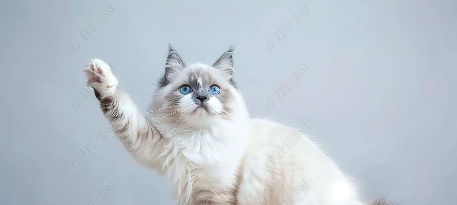 宠物猫的乖巧行为与养护指南,打造理想家庭伴侣(图3) 宠物猫的乖巧行为与养护指南,打造理想家庭伴侣(图3)