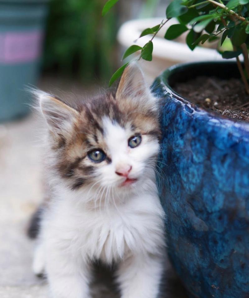 宠物猫的乖巧行为与养护指南，打造理想家庭伴侣 - 悠悠酷狗网