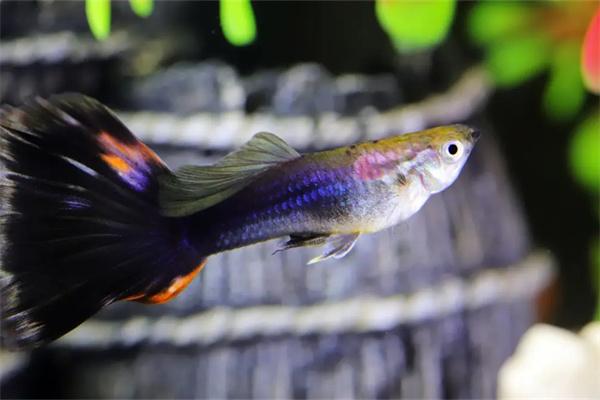三角灯鱼可以和什么鱼混养？(图2)